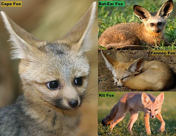 fox-facts-animal-facts-encyclopedia