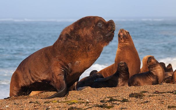 Sea Lion Facts - Animal Facts Encyclopedia