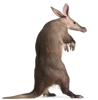 Aardvark Facts - Animal Facts Encyclopedia