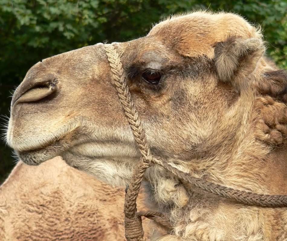 camel-facts-animal-facts-encyclopedia