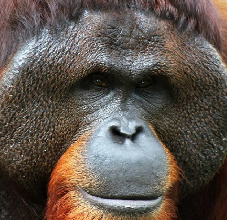 Orangutan Facts - Animal Facts Encyclopedia