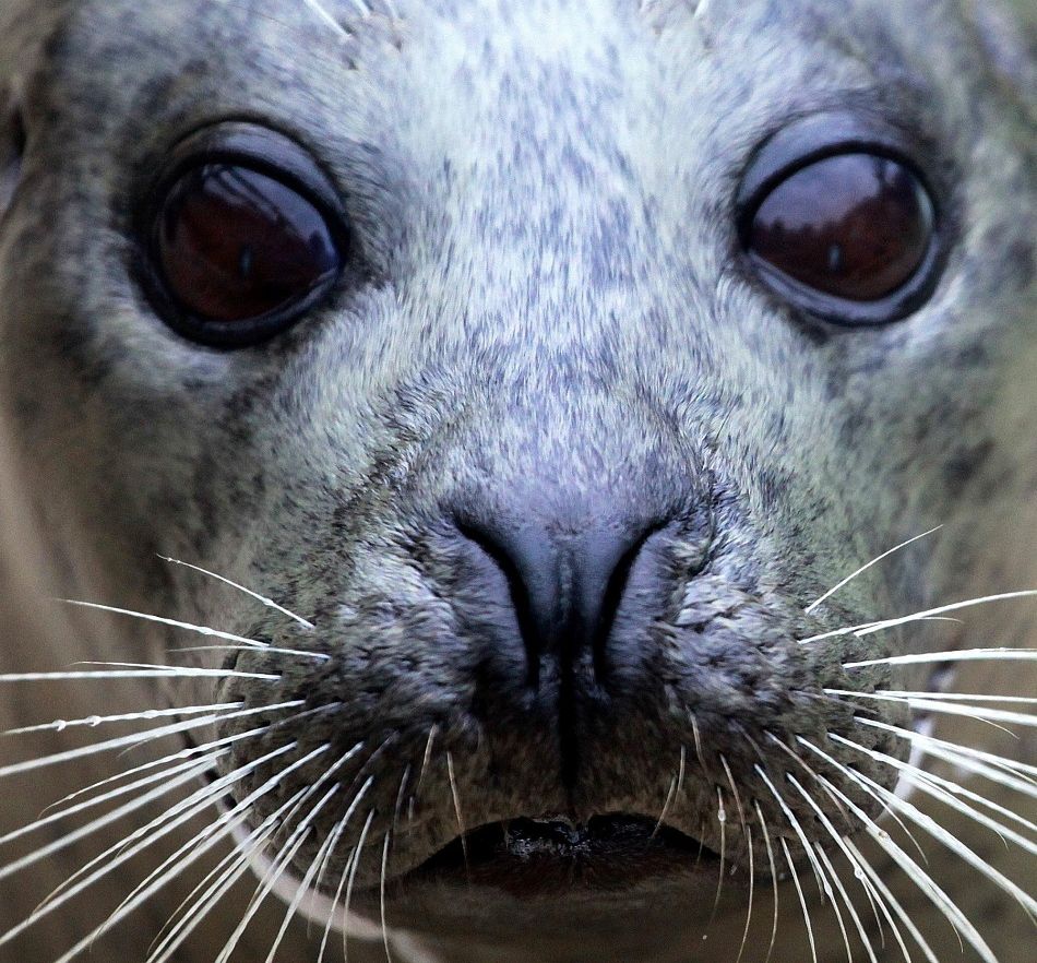 Seal Animal History At Loretta Wilson Blog