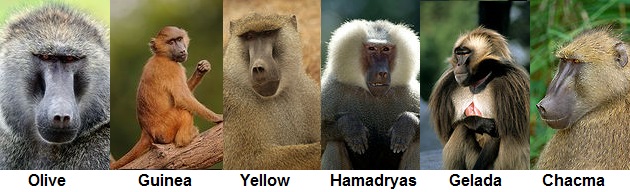 Baboon Facts - Animal Facts Encyclopedia