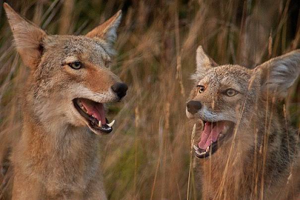 Coyote Facts - Animal Facts Encyclopedia