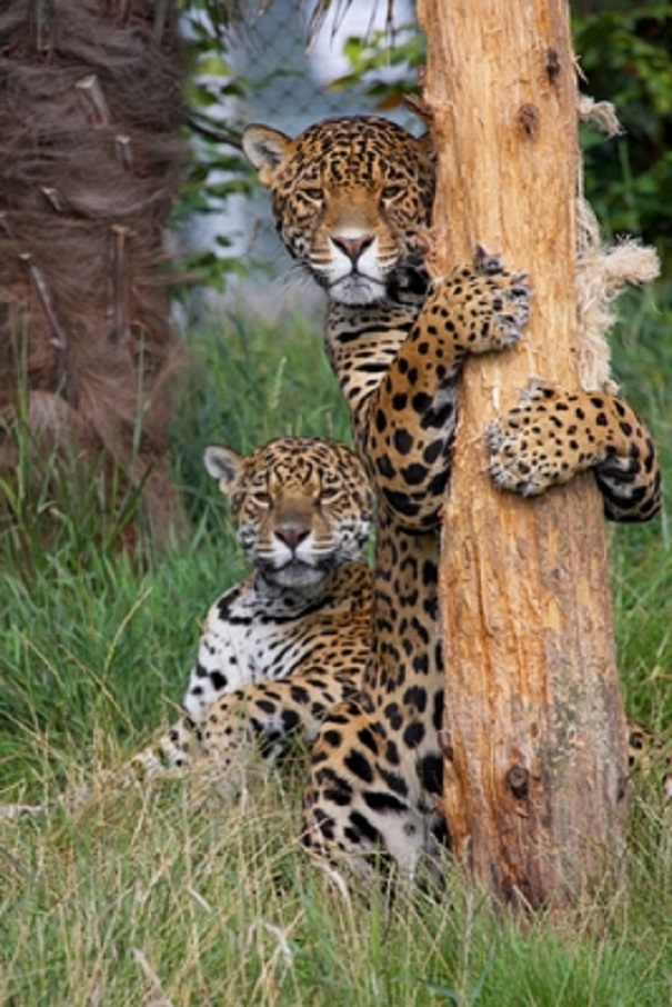 Jaguar Facts - Animal Facts Encyclopedia