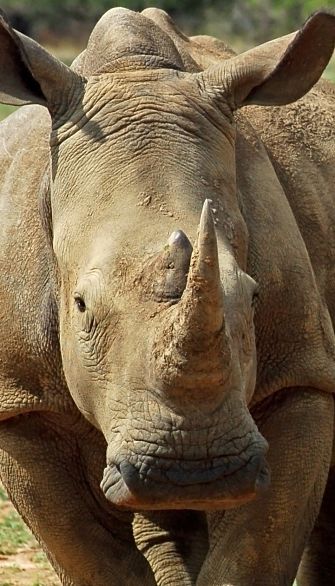 Rhino Facts - Animal Facts Encyclopedia