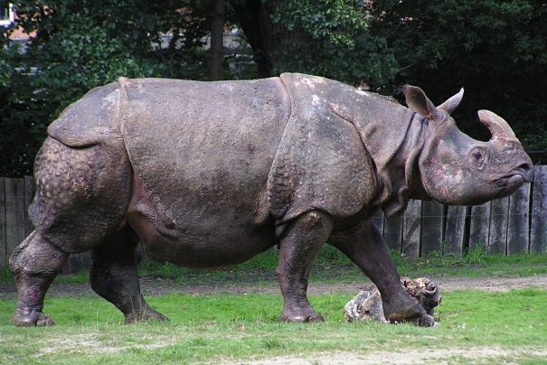 Rhino Facts - Animal Facts Encyclopedia