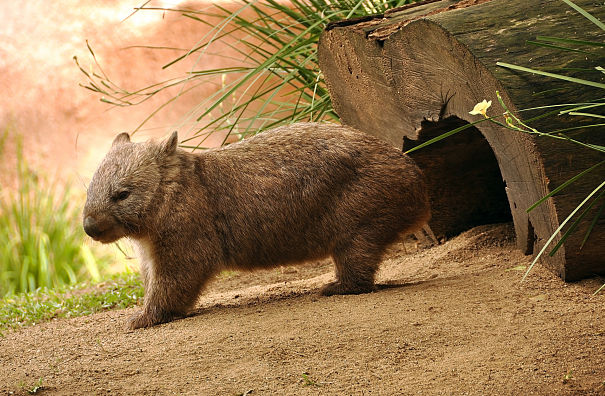 african wombat