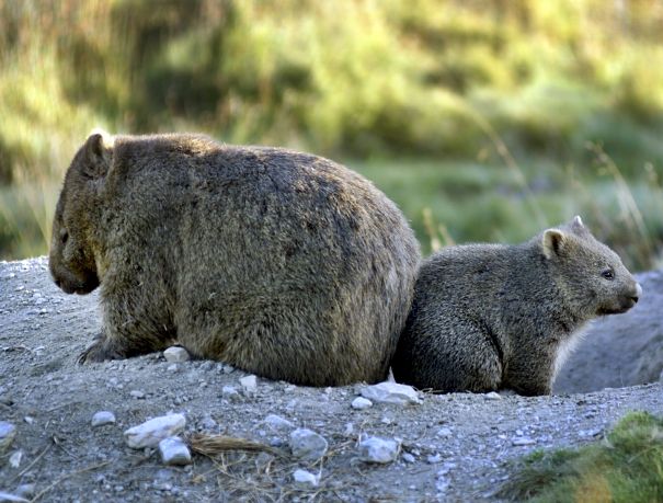 wombatmotherandbaby.jpg