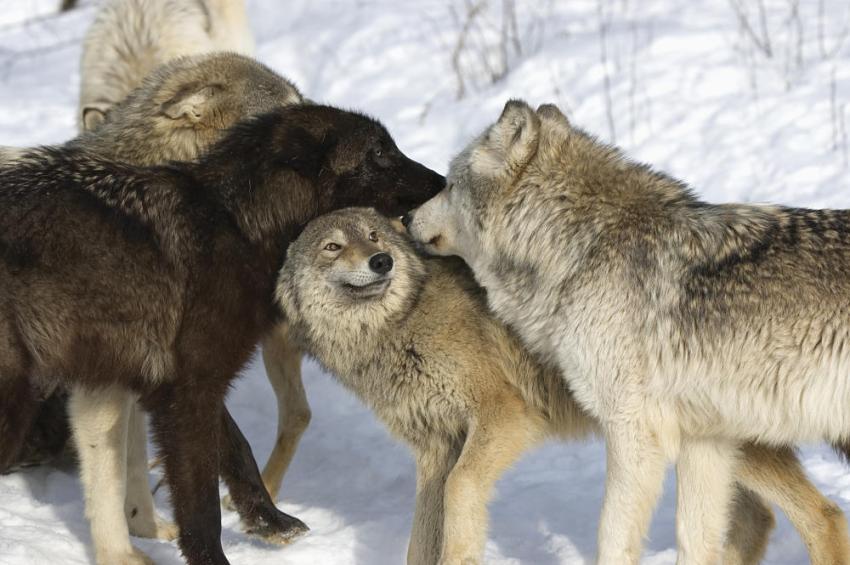 wolf-facts-animal-facts-encyclopedia