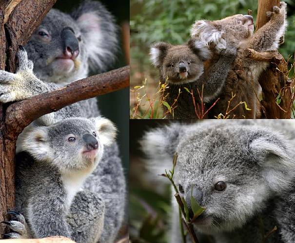 Different Kinds Of Koala Bears Diet