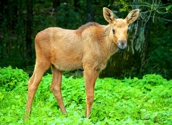 Moose Facts - Animal Facts Encyclopedia