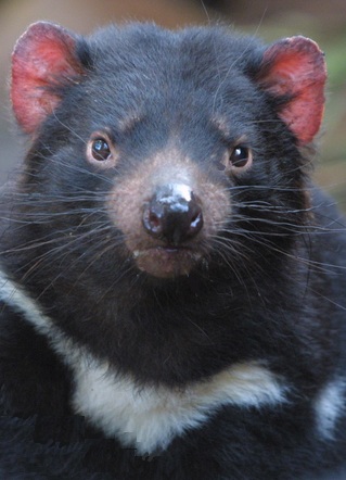 Tasmanian Devil Facts - Animal Facts Encyclopedia