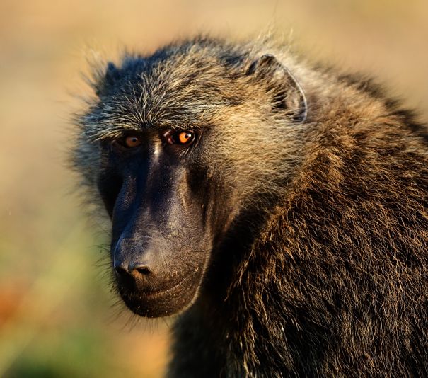 Baboon Facts - Animal Facts Encyclopedia