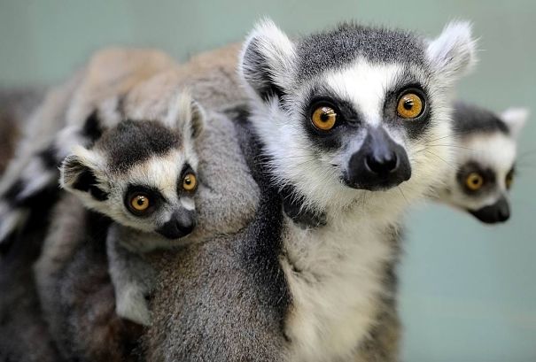 ring-tailed lemur mother and babies