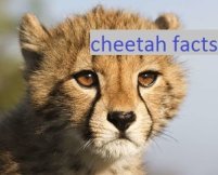 cheetah facts