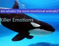 killer whale fakta