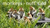 猿の事実