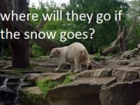 urso polar fatos