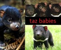 Tasmán ördög tények