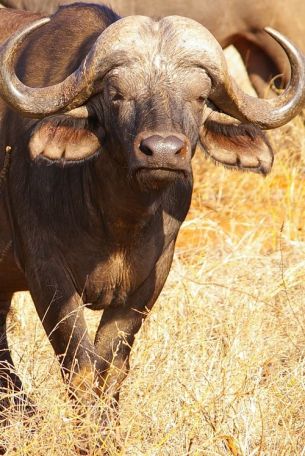 Cape Buffalo portret