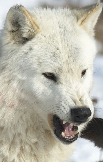 Wolf Portrait