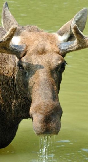  Moose portret 