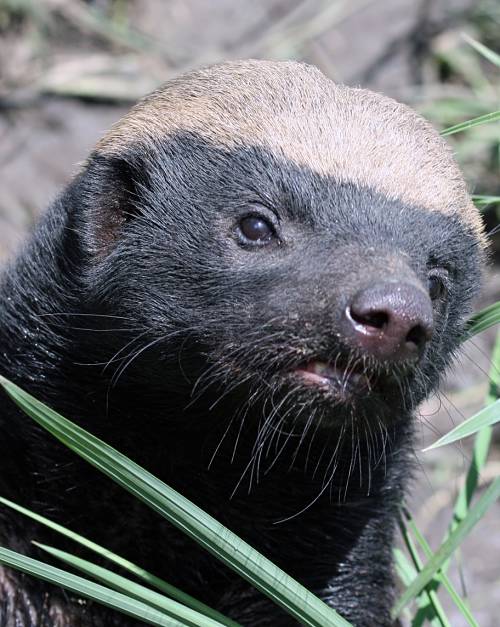 ハニーアナグマの肖像