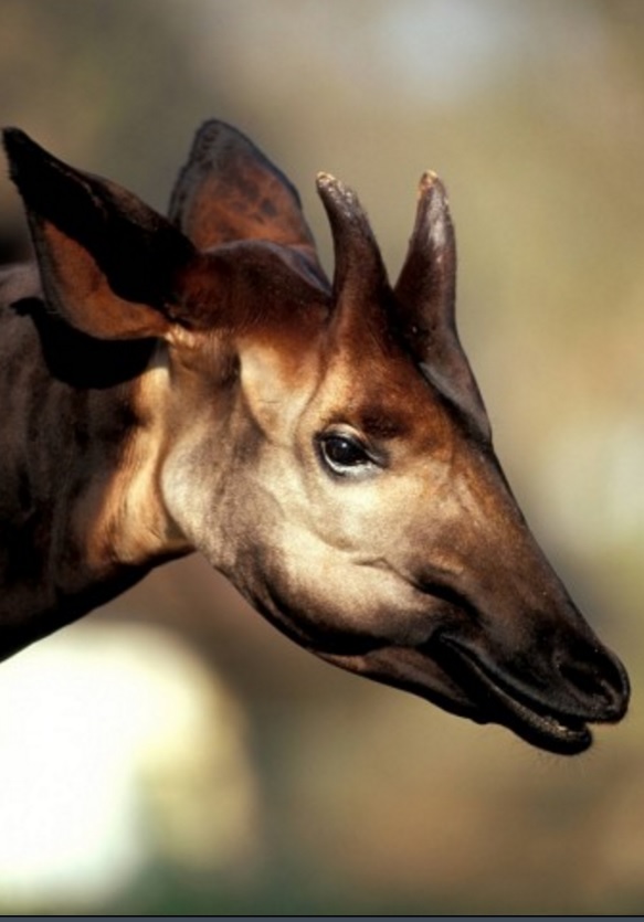 Okapi Facts Animal Facts Encyclopedia