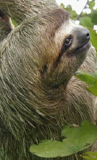 sloth portrait