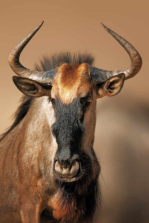 wildebeest-facts-animal-facts-encyclopedia