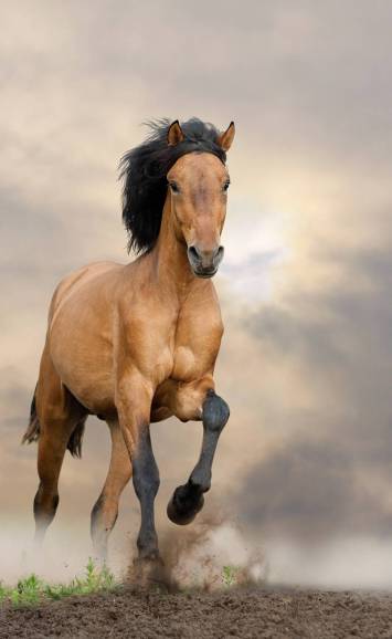 Mustang Horse Animal Facts Encyclopedia