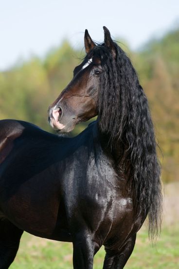 Andalusian Horse - Animal Facts Encyclopedia