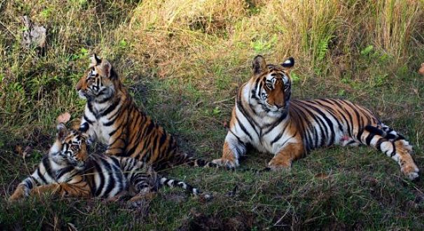 mother tigress and cubs