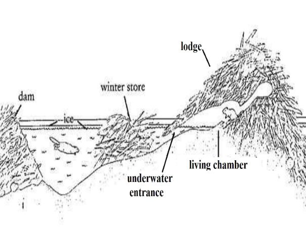 Beaver Facts - Animal Facts Encyclopedia inside a beaver lodge diagram 