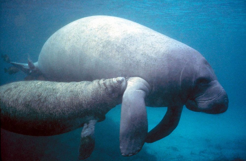 manatee baby nursing