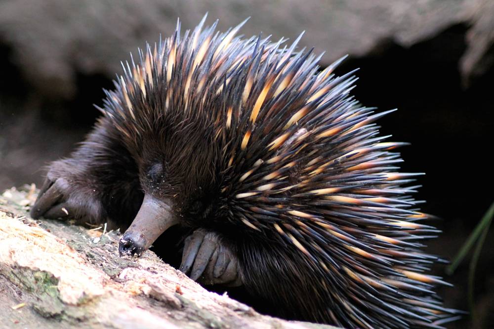 echidna-facts-animal-facts-encyclopedia