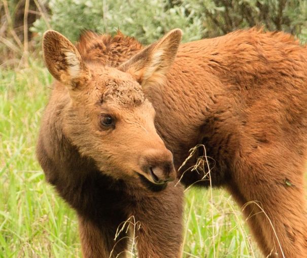  gros plan d'un bébé orignal 