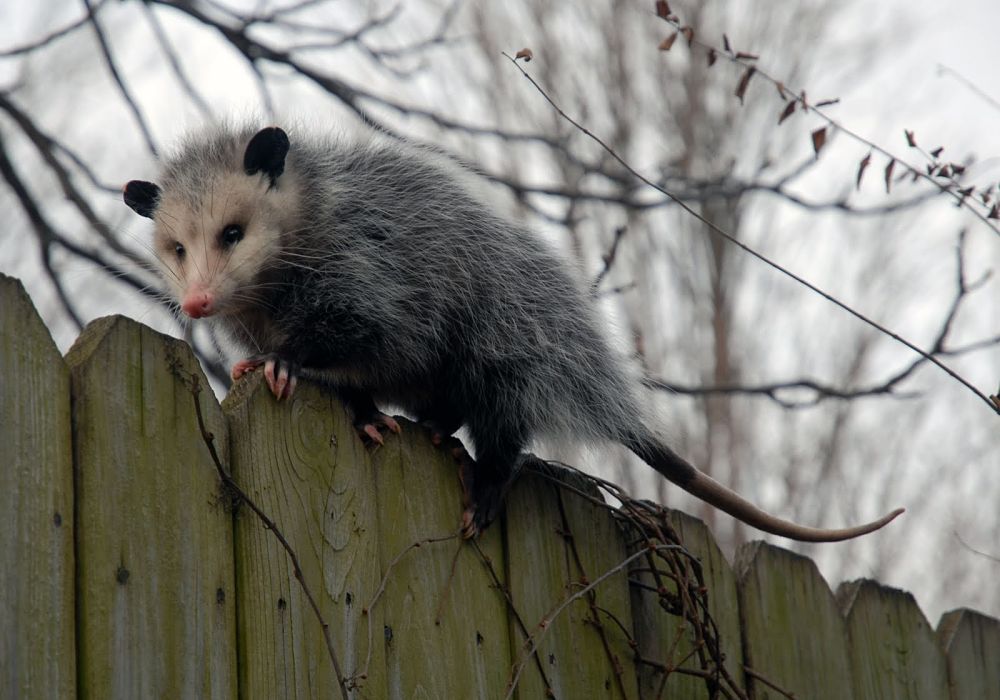 Virginia opossum