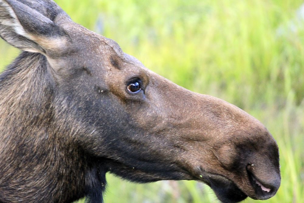  moose close-up