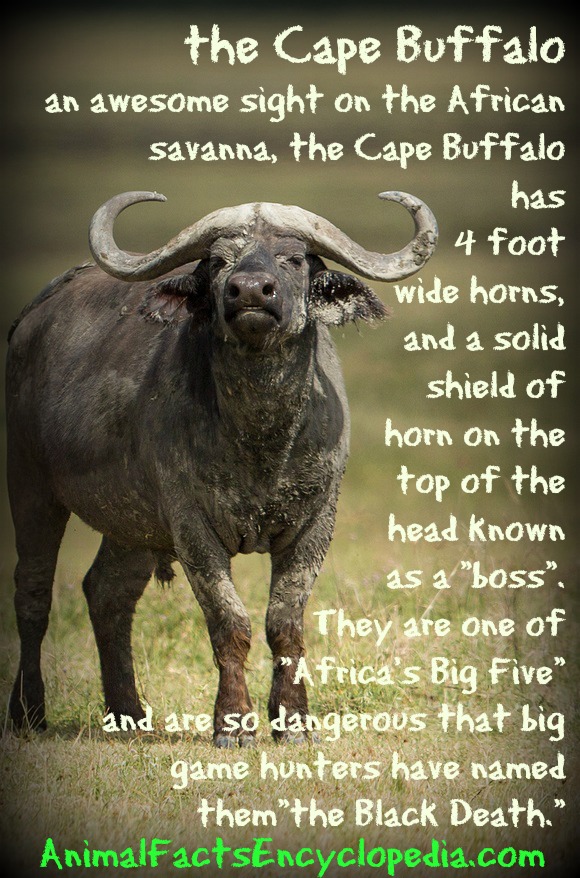 Cape Buffalo Facts - Animal Facts