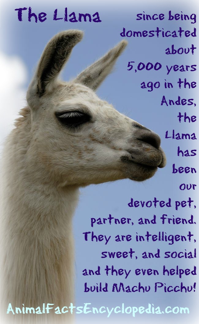 Llama Facts - Animal Facts Encyclopedia