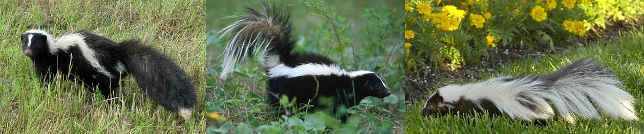 Skunk Facts - Animal Facts Encyclopedia