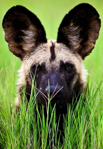 what eat african wild dogs