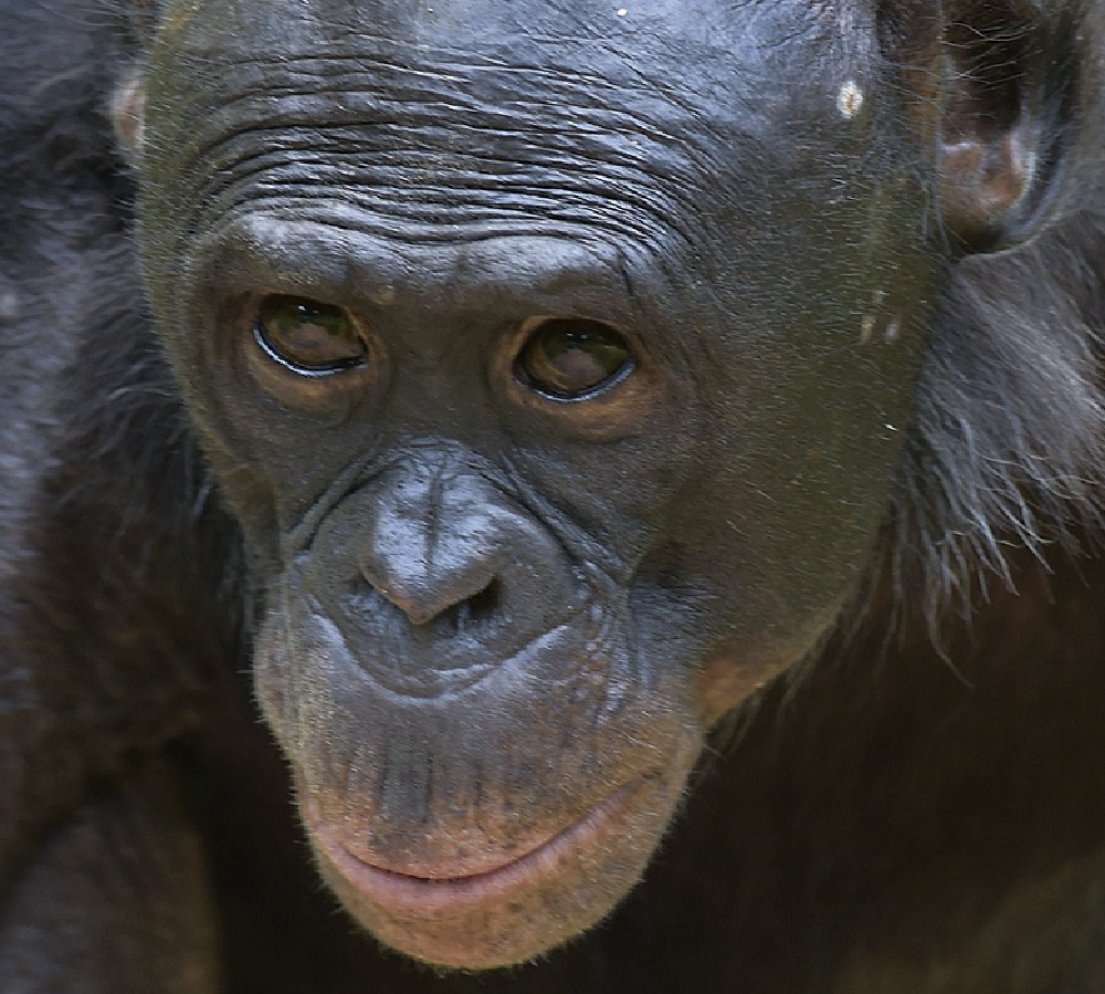 Bonobo Facts - Animal Facts Encyclopedia