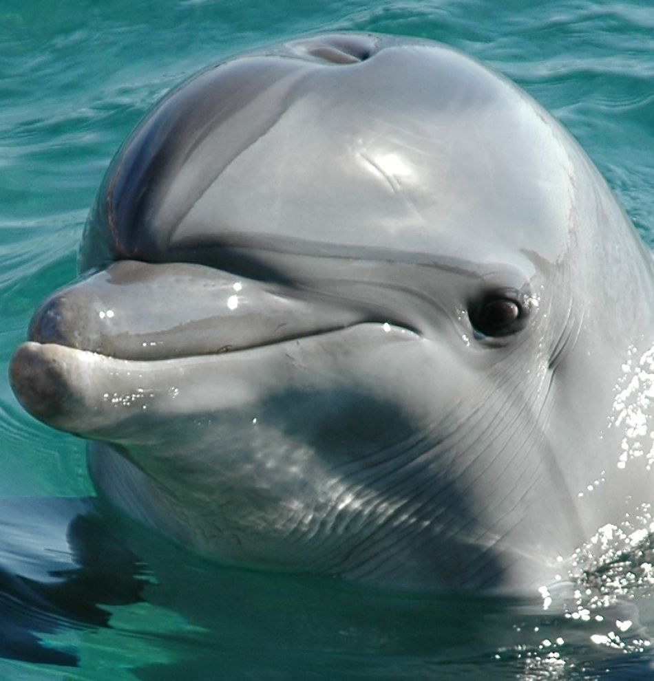 Sintético 96+ Foto De Que Color Es Un Delfin Alta Definición Completa ...