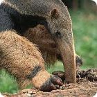 anteater facts