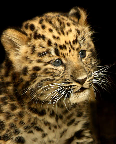 Baby Leopard - Animal Facts Encyclopedia