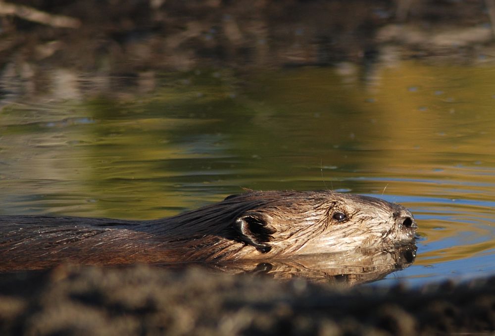 Beaver Facts - Animal Facts Encyclopedia