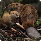 beaver facts